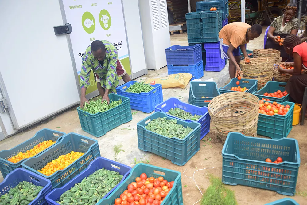 Nigerian farmers fill plastic crates of vegetables